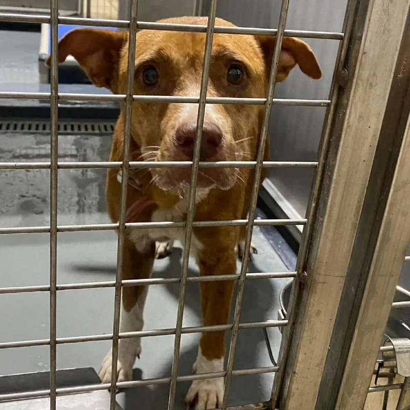 A senior small-sized female Brown / Chocolate Pit Bull Terrier dog named Hazel for adoption in Austin, TX