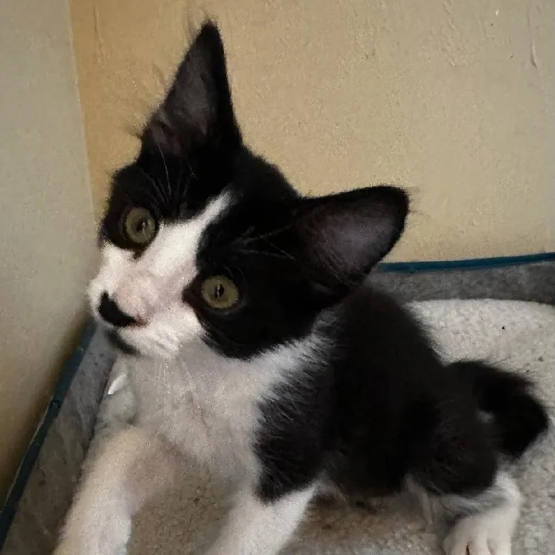 A baby small-sized male White Domestic Medium Hair cat named Bogo for adoption in Williston, FL