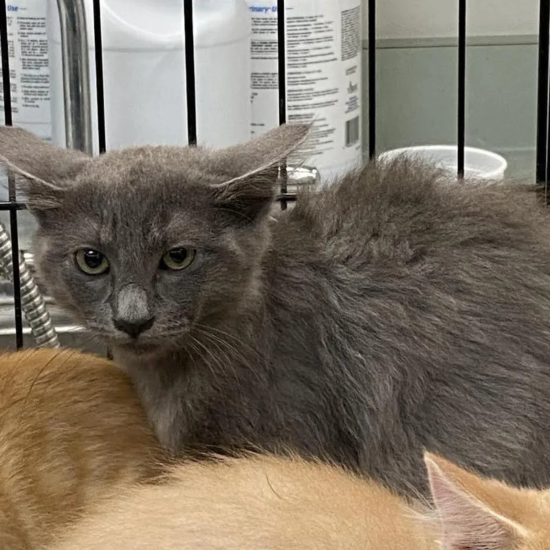 A baby small-sized female Gray / Blue / Silver Domestic Medium Hair cat named Traffic Jam for adoption in Westminster, CA