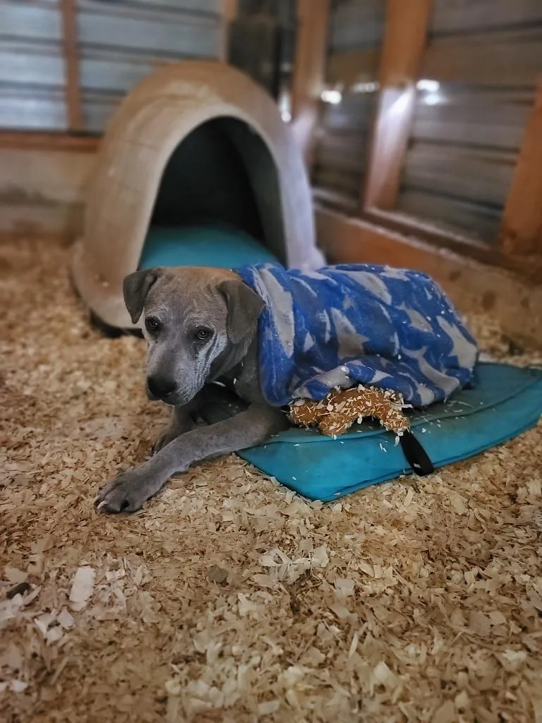 Charlie Puppers thumbnail 2