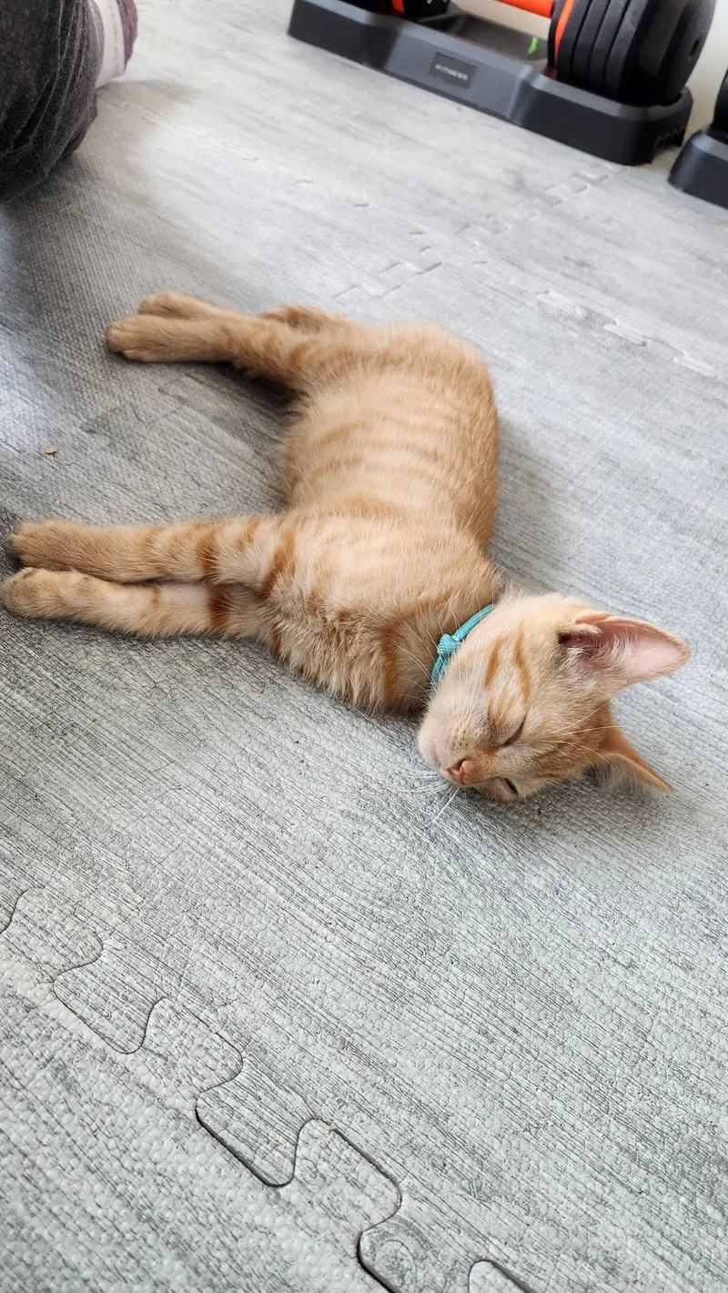 A baby medium-sized male Tabby (Orange / Red) Domestic Short Hair cat named Queso Riley Fuzzell for adoption in Spring, TX