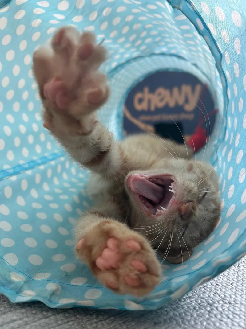 Queso Riley Fuzzell thumbnail 3
