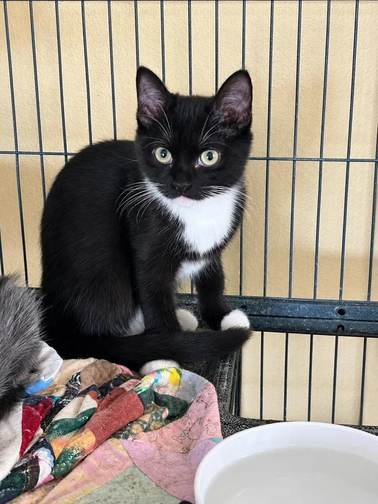 A baby medium-sized female Domestic Short Hair cat named Wild Weasel for adoption in tucson, AZ
