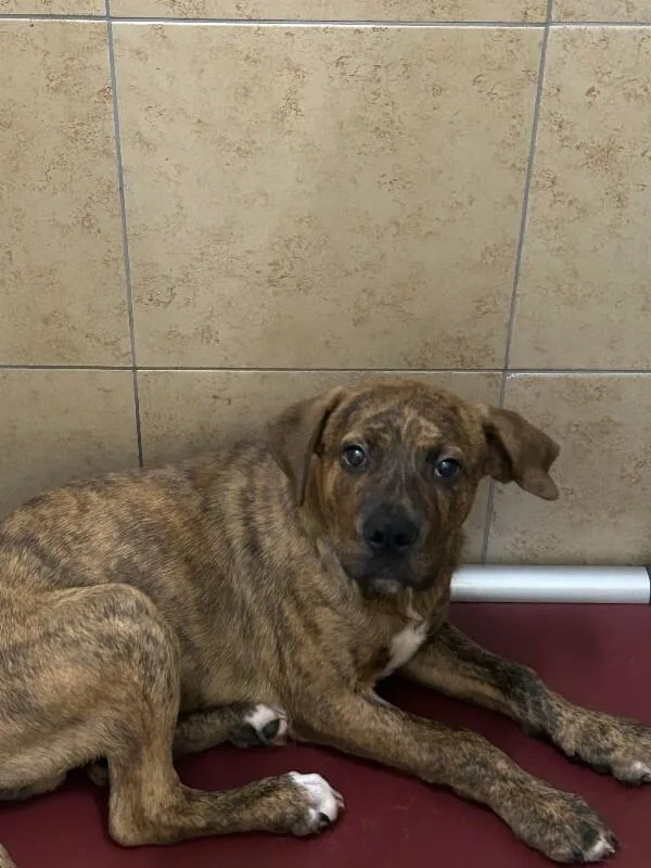 A young medium-sized male Brindle Mixed Breed dog named Tyson for adoption in Hobbs, NM