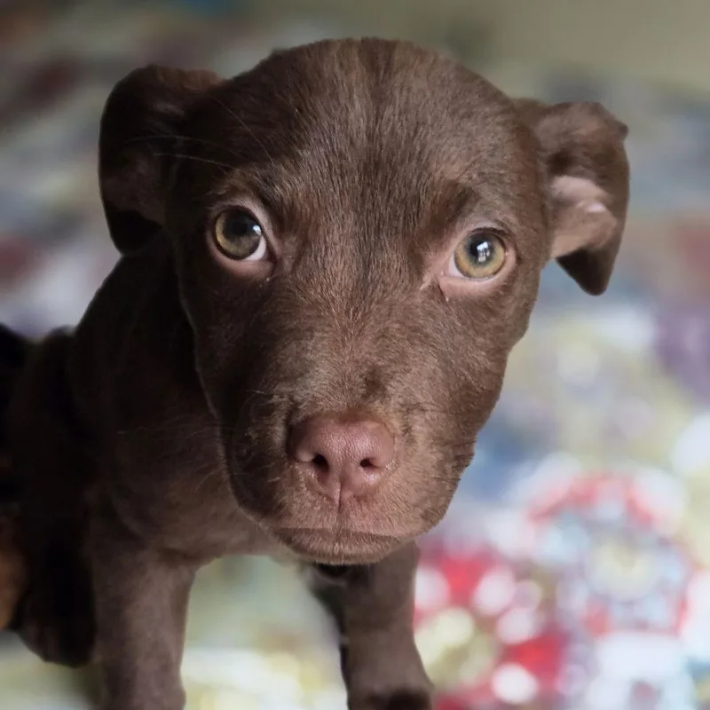 Brownie Cp thumbnail 2