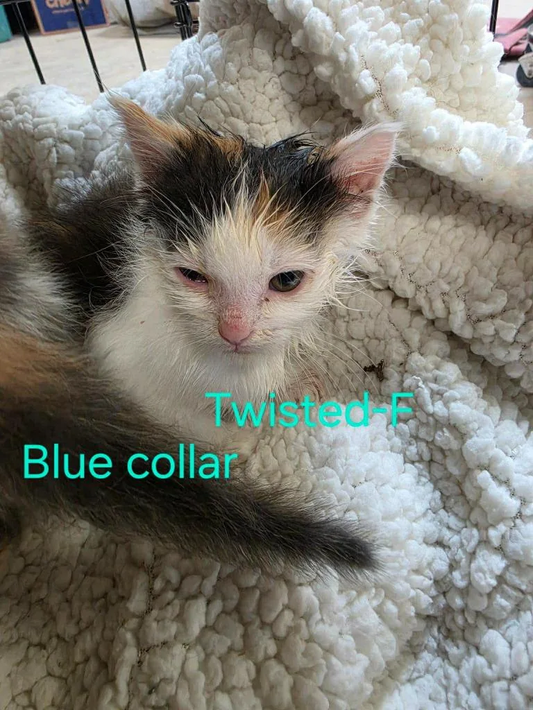 Twisted
