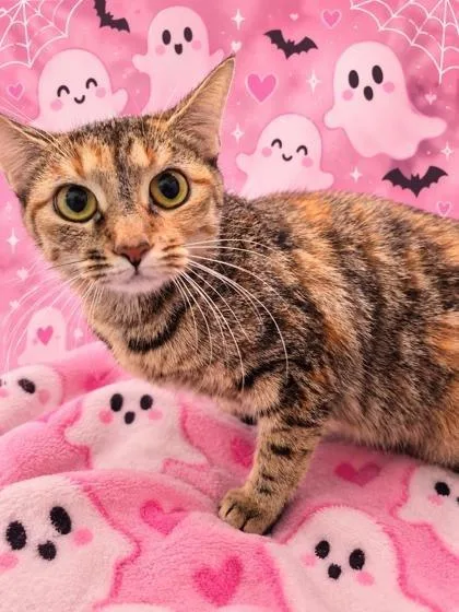 A young small-sized female Domestic Short Hair cat named Whoopie for adoption in Raleigh, NC
