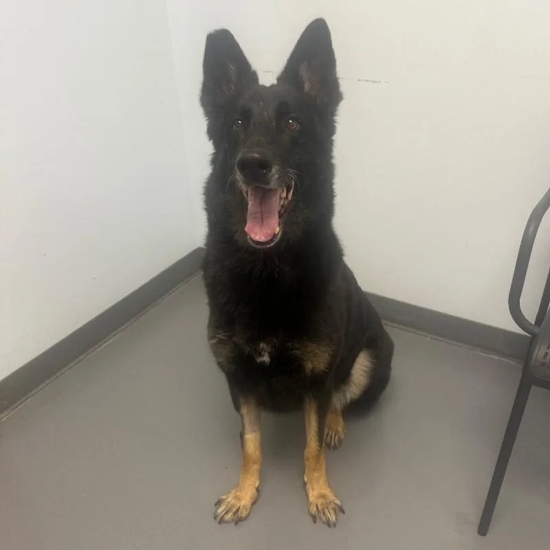 A senior medium-sized female Shepherd dog named Athena for adoption in Roanoke, VA