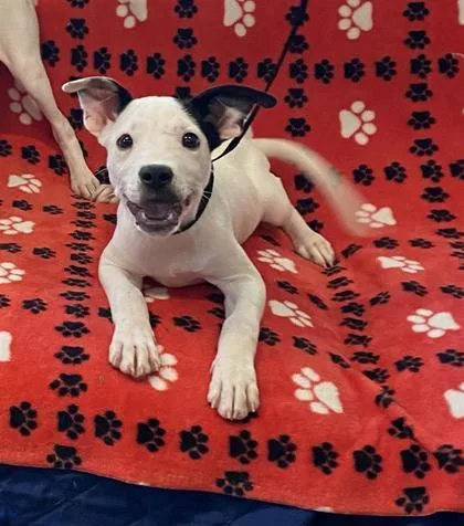 A baby medium-sized female Parson Russell Terrier dog named Betty Jo for adoption in Largo, FL