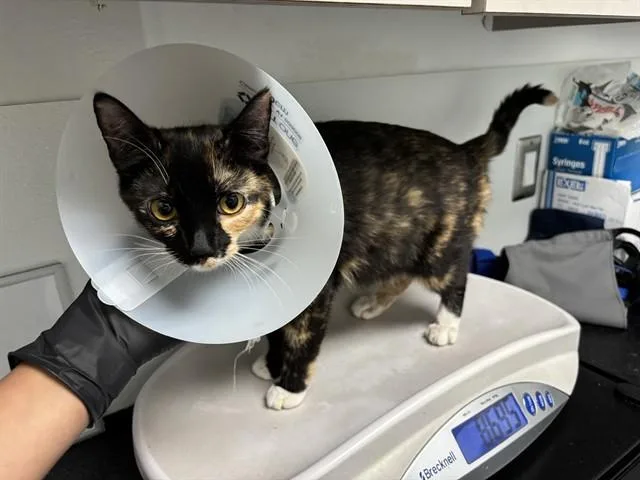 A young small-sized female Domestic Short Hair cat named Marigold for adoption in Antioch, CA