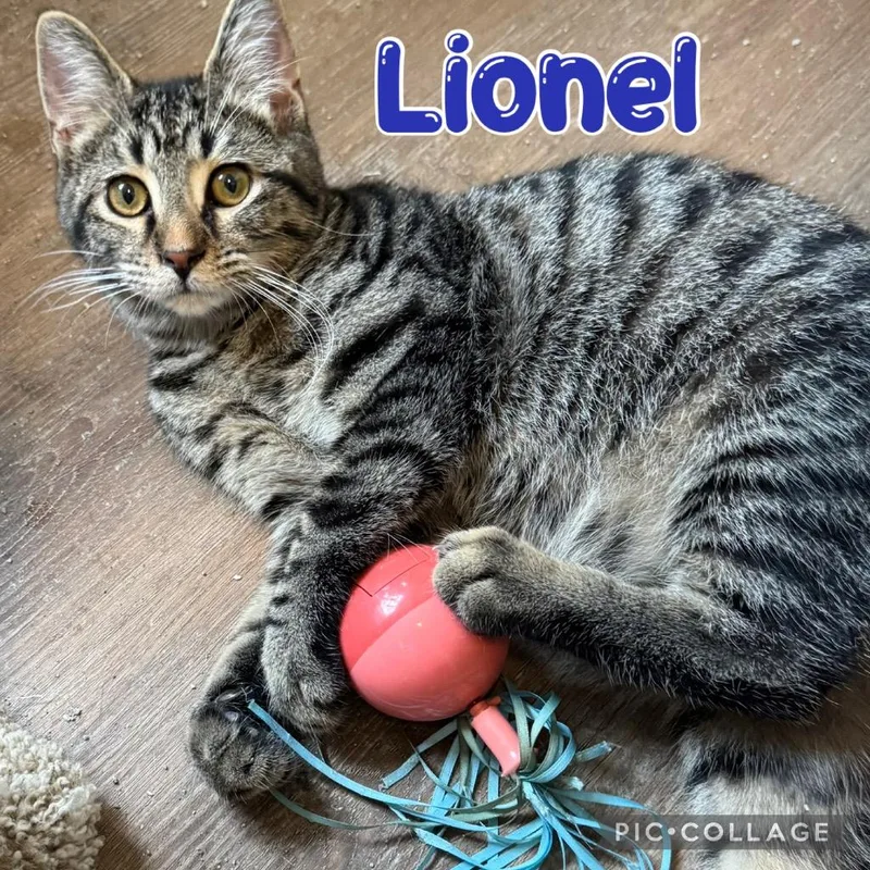 Lionel thumbnail 2