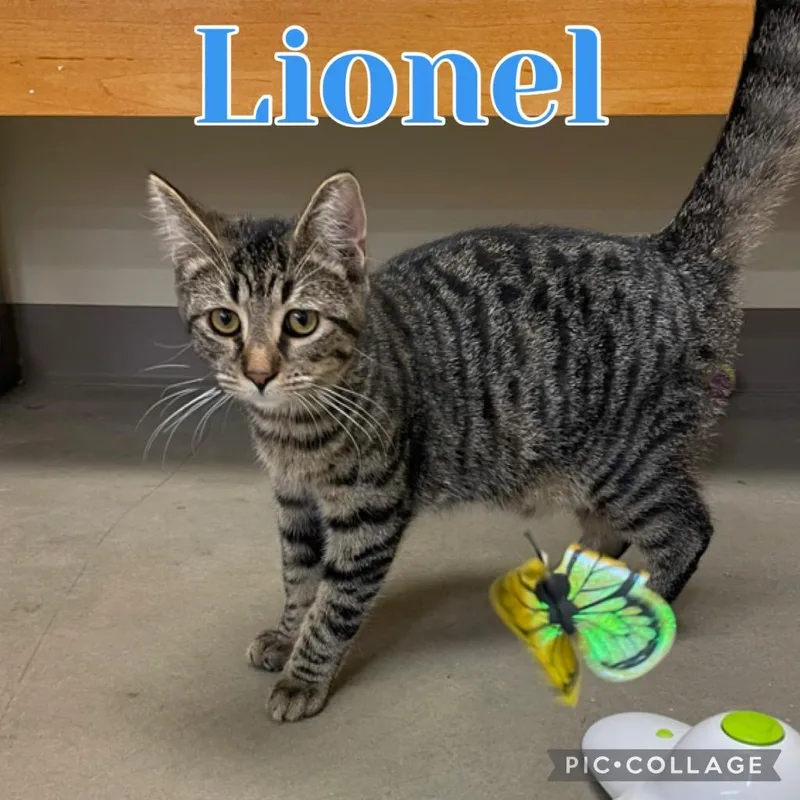 Lionel thumbnail 4