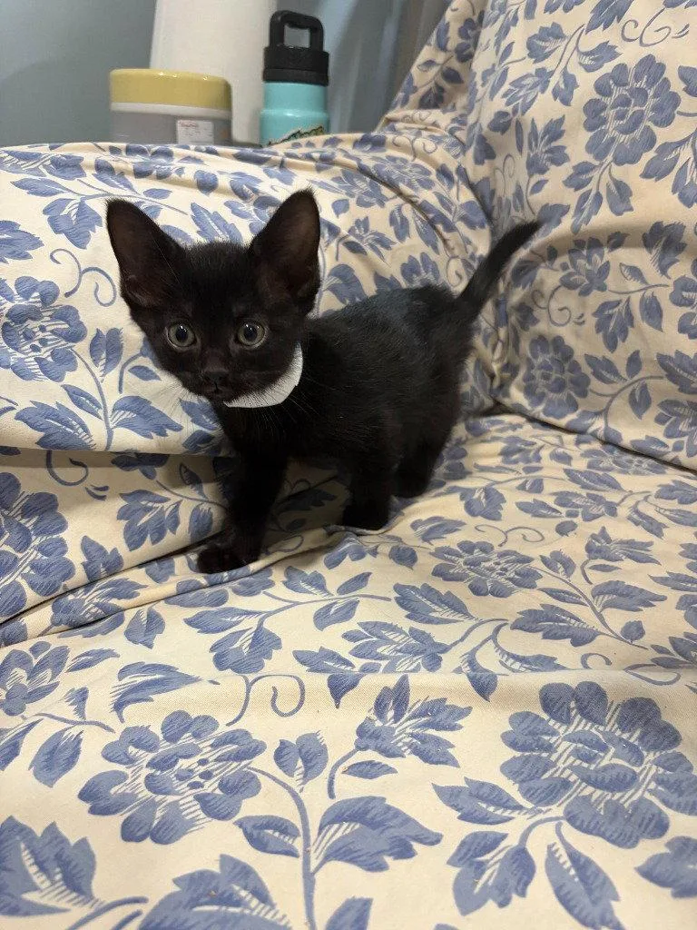 A baby small-sized female Black Domestic Short Hair cat named Gypsy for adoption in Lovingston, VA