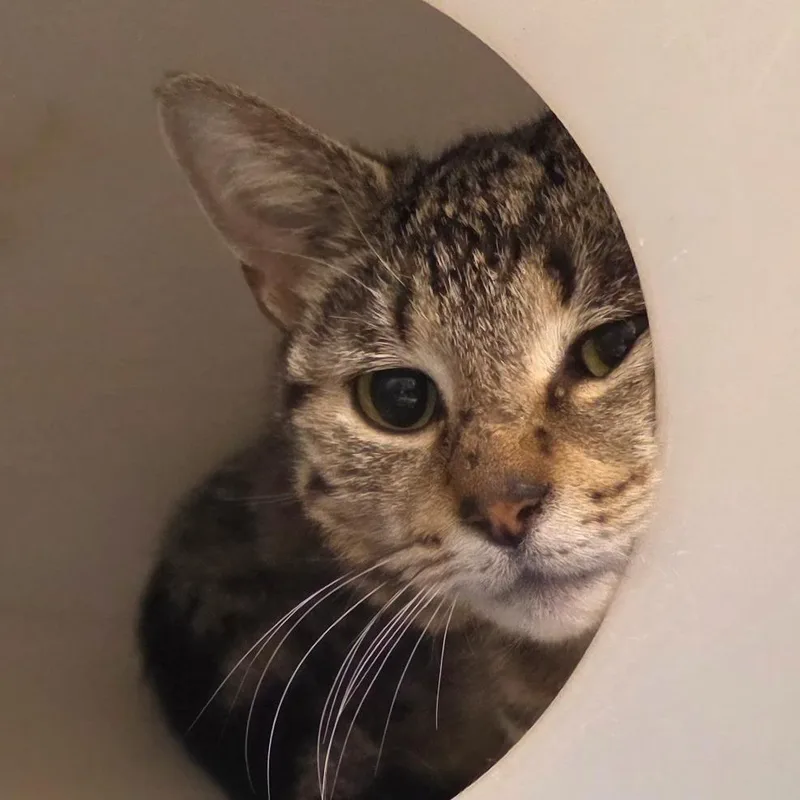 A young medium-sized female Brown / Chocolate Domestic Short Hair cat named Mama Moss for adoption in Gloucester, VA