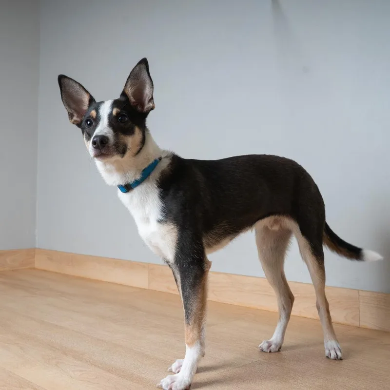 A young small-sized male Black Rat Terrier dog named Indy D for adoption in Minnetonka, MN