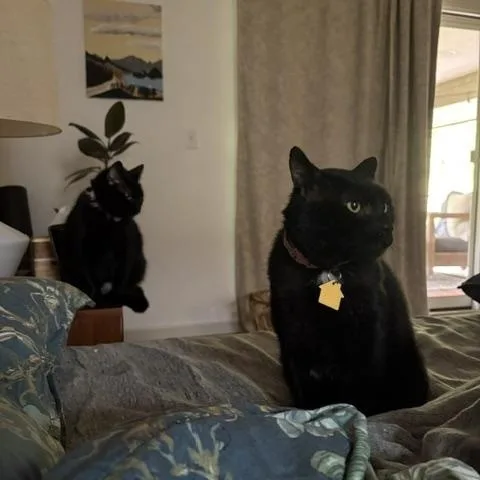 A young large-sized male Domestic Short Hair cat named Frank for adoption in Portland, OR