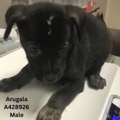 Arugala thumbnail 2