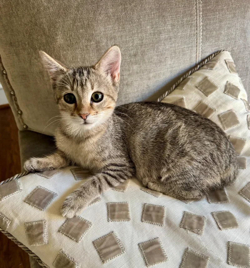 A baby small-sized female Tabby (Brown / Chocolate) Domestic Short Hair cat named Venus for adoption in Nashville, TN