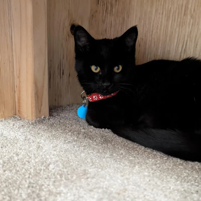 Licorice thumbnail 2