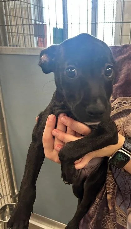 A baby large-sized female Mixed Breed dog named Trinity for adoption in Munster, IN