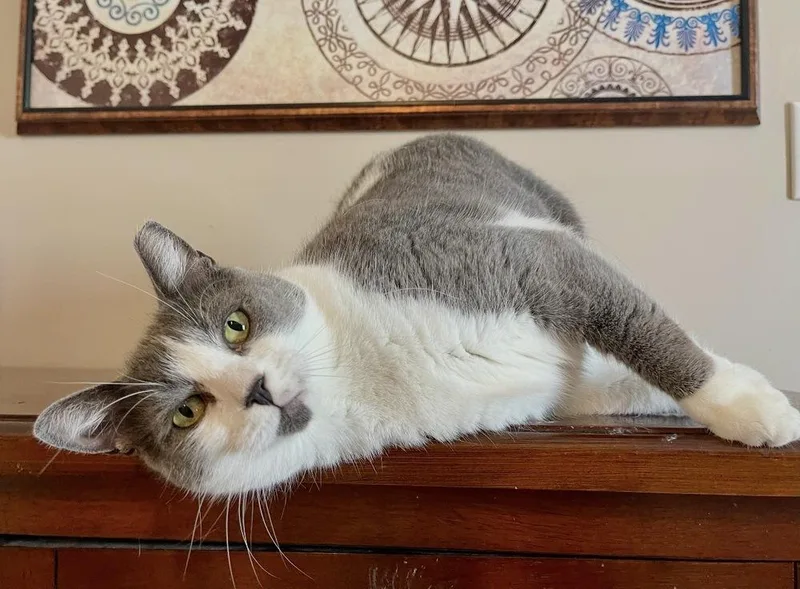 A young small-sized female Gray & White Domestic Short Hair cat named Sassy Cakes for adoption in Poplar Grove, IL