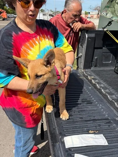 A baby small-sized female German Shepherd Dog dog named Rachel for adoption in Stockton, CA