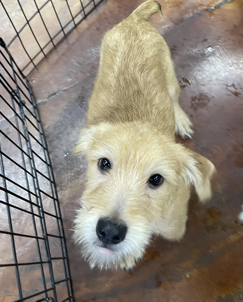 A baby medium-sized male Apricot / Beige Terrier dog named Bob Kat for adoption in Chandler, AZ
