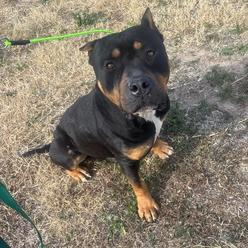 An adult large-sized male Black Staffordshire Bull Terrier dog named Apollo for adoption in Austin, TX