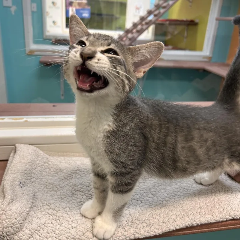A baby medium-sized male Gray / Blue / Silver Domestic Short Hair cat named Mungo for adoption in Fresno, CA