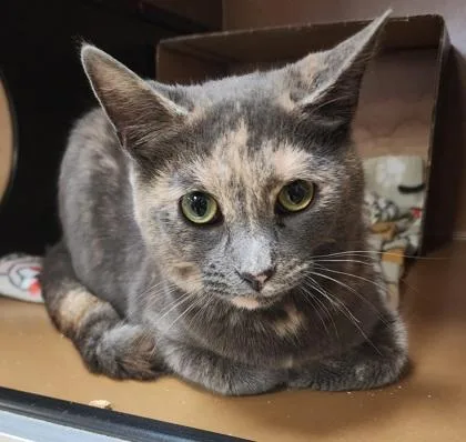 A young medium-sized female Domestic Short Hair cat named Butterscotch $ for adoption in Seneca, SC