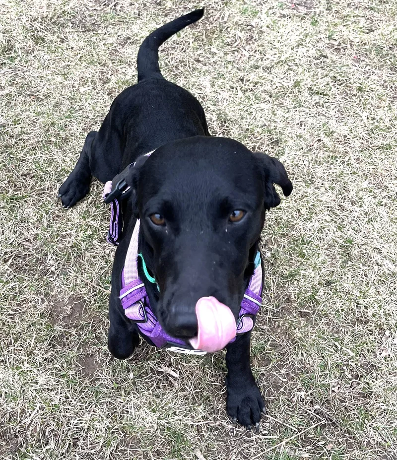 Sirius Black thumbnail 2