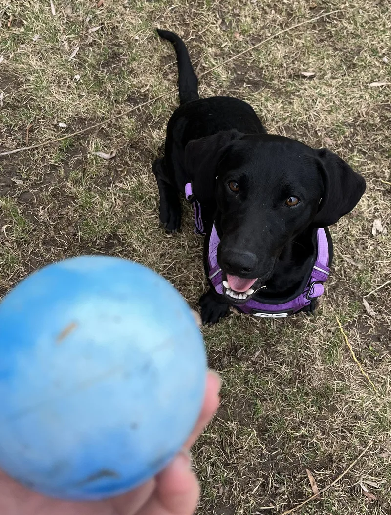 Sirius Black thumbnail 3