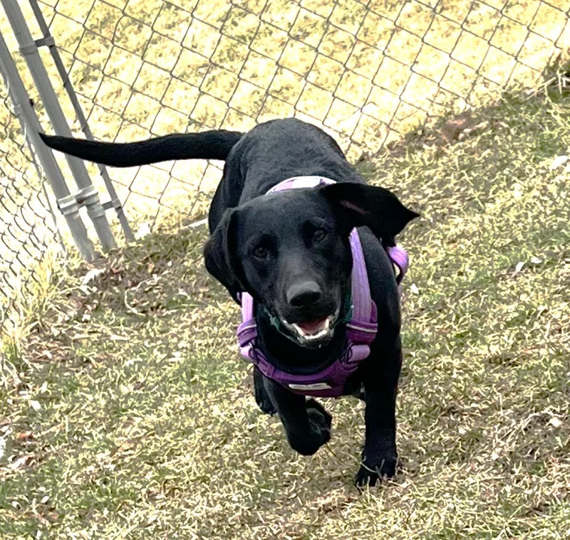 Sirius Black thumbnail 4