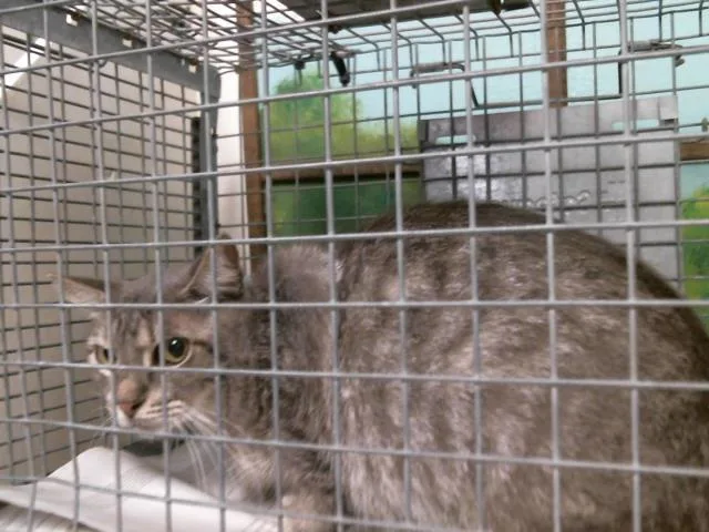 A young medium-sized female Domestic Short Hair cat named Nena for adoption in Houston, TX