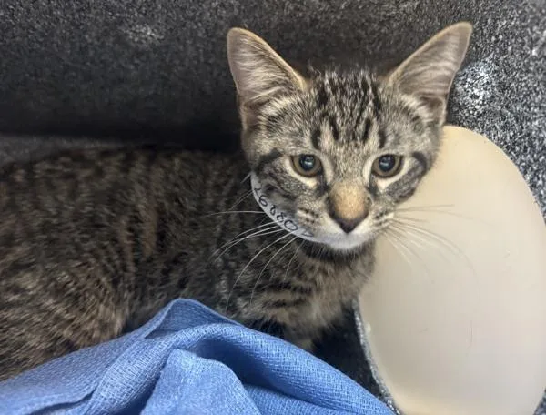 A baby small-sized male Domestic Short Hair cat named S'More for adoption in New York, NY