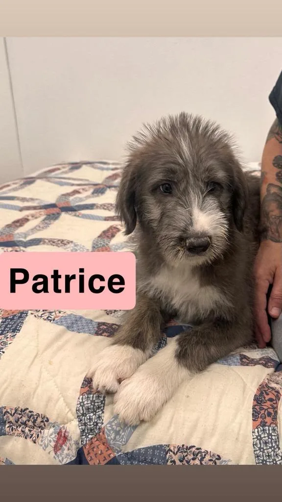 Patrice