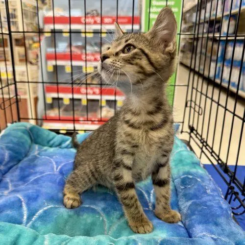 A baby small-sized male Tabby (Brown / Chocolate) Tabby cat named Tyke for adoption in Knoxville, TN