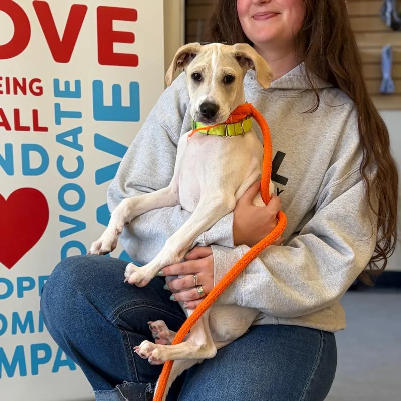 A baby small-sized female White / Cream Mixed Breed dog named Goose for adoption in Morrisville, VT