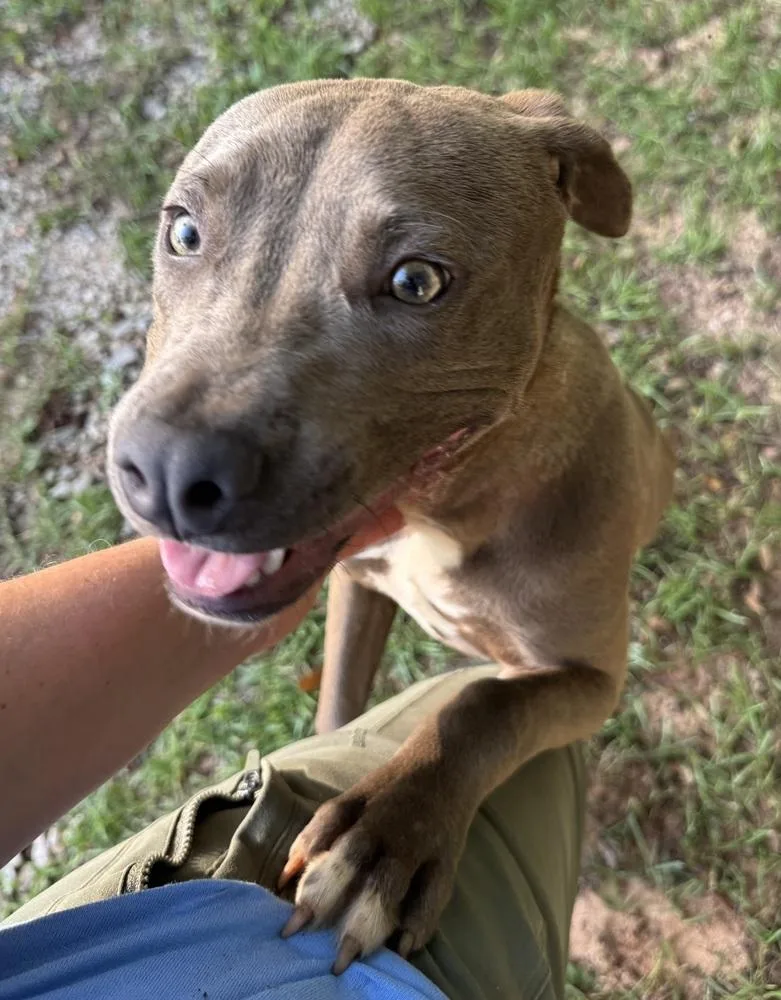 A baby medium-sized female Pit Bull Terrier dog named Bailey for adoption in Troy, AL