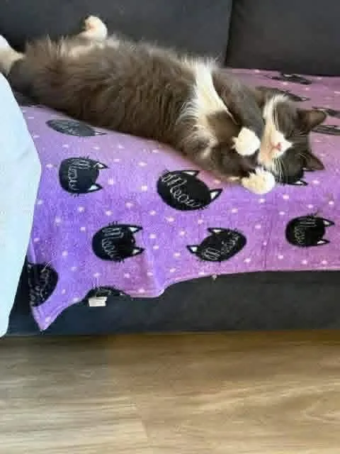 A young small-sized male White Tabby cat named Gris Ab C for adoption in Saunderstown, RI