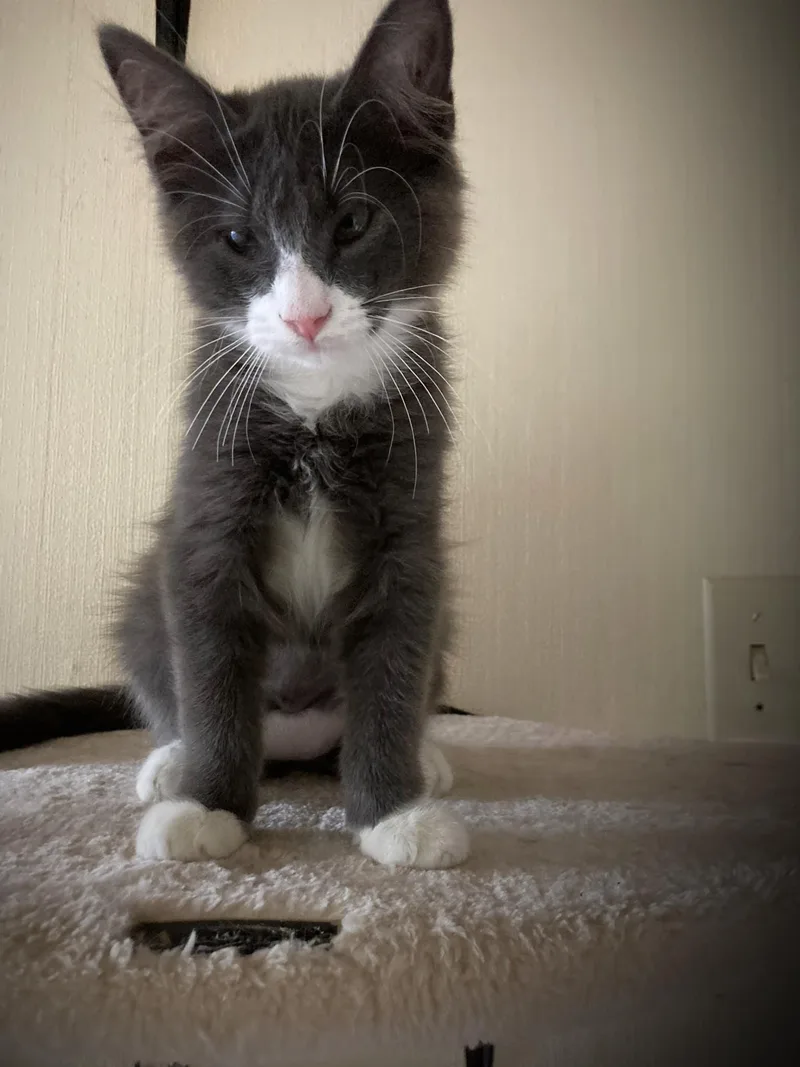 Gris Ab C thumbnail 2