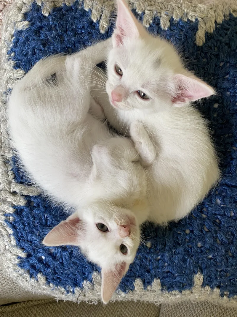 A baby medium-sized male White Domestic Short Hair cat named Saturday for adoption in Columbus, OH