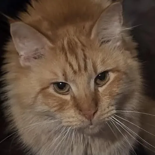 An adult large-sized male Orange / Red Domestic Medium Hair cat named Scruffy for adoption in Indianapolis, IN