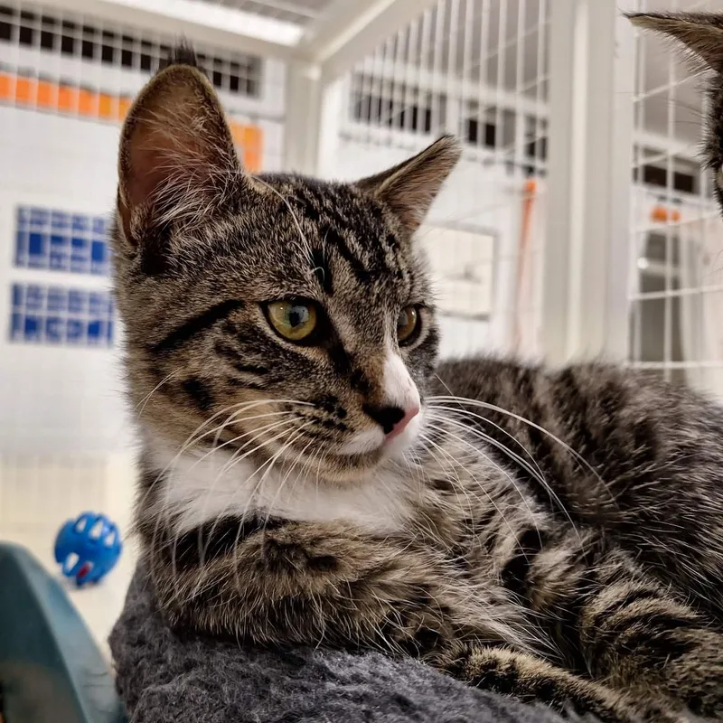 A baby medium-sized male Tabby (Buff / Tan / Fawn) Domestic Short Hair cat named Bugsy for adoption in St. Maries, ID