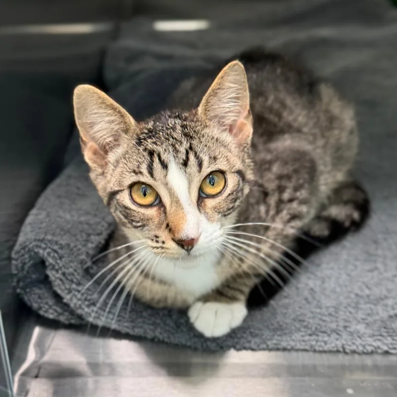 A baby small-sized male Gray / Blue / Silver Domestic Short Hair cat named Pancake for adoption in New Fairfield, CT