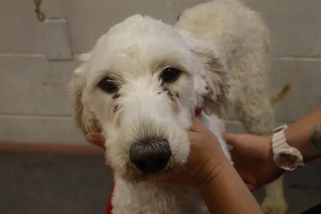 A young large-sized female Mixed Breed dog named Willow for adoption in Columbia, SC