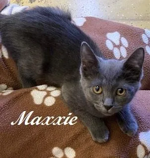 A baby medium-sized female Gray / Blue / Silver Domestic Short Hair cat named Maxxie for adoption in Southern Pines, NC