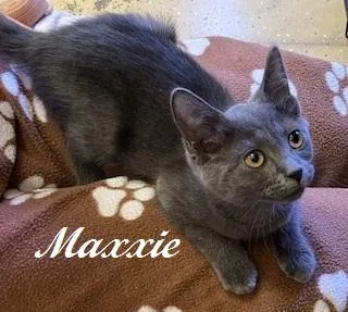 Maxxie thumbnail 2