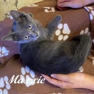 Maxxie thumbnail 3