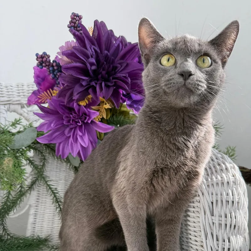 A young medium-sized female Gray / Blue / Silver Russian Blue cat named Kindle Fire for adoption in Eaton Rapids, MI